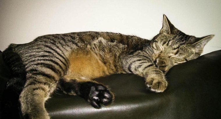 Mackerel Tabby Cat là gì?