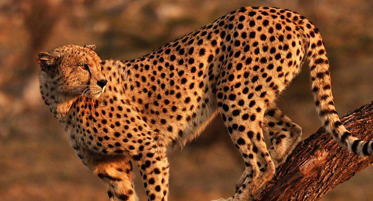 Môi trường sống của Cheetah là gì?