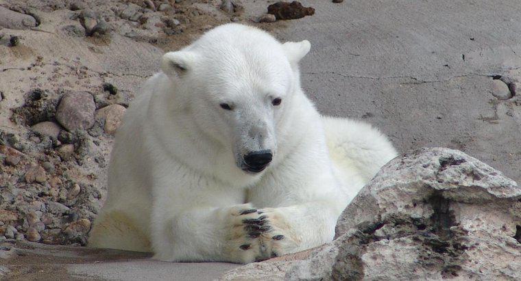 Còn lại bao nhiêu gấu Bắc Cực trên thế giới?