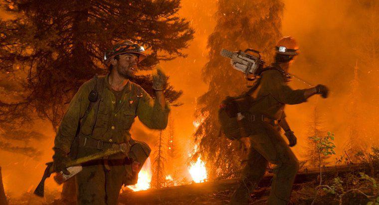Cháy rừng ảnh hưởng đến môi trường như thế nào?