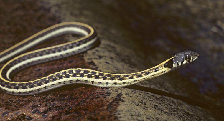 Làm thế nào để bạn xác định được loài rắn thông minh ở Missouri?