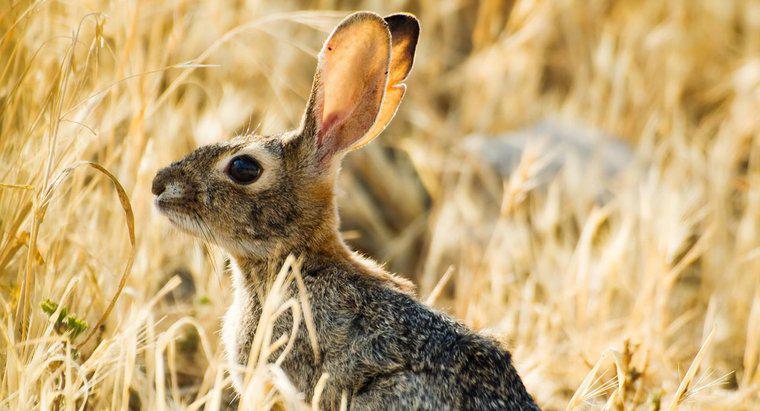 Tai thỏ có thể nghe được bao xa?