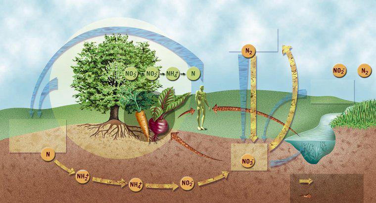 Các bước của chu trình nitơ là gì?