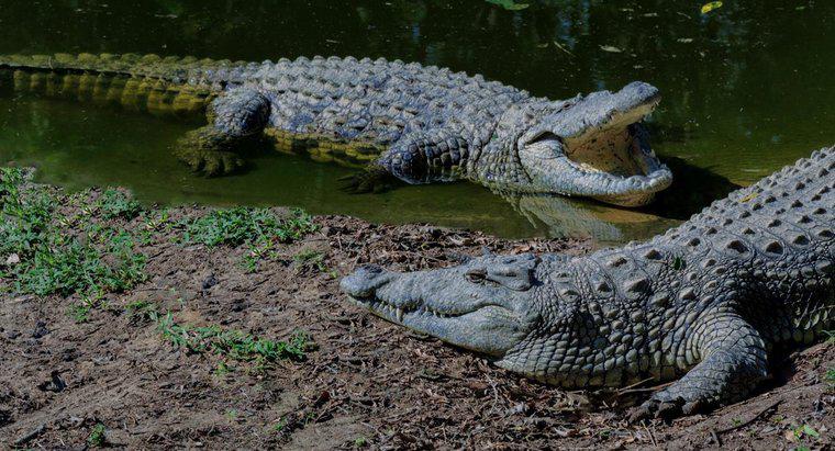 Các loài khác nhau của cá sấu là gì?
