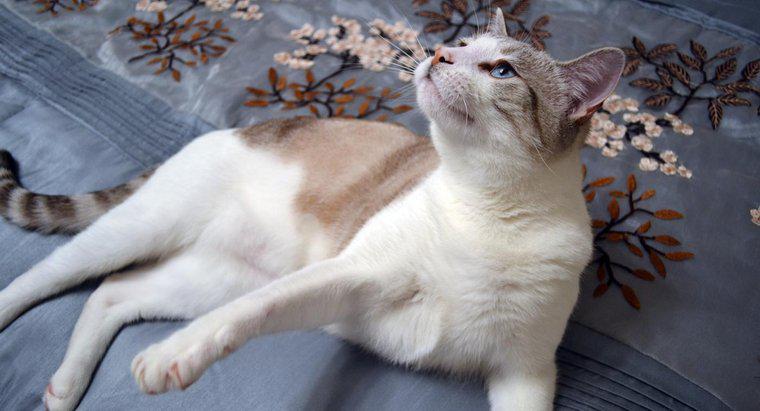 Siamese Mix Cats có phải thú cưng tốt không?