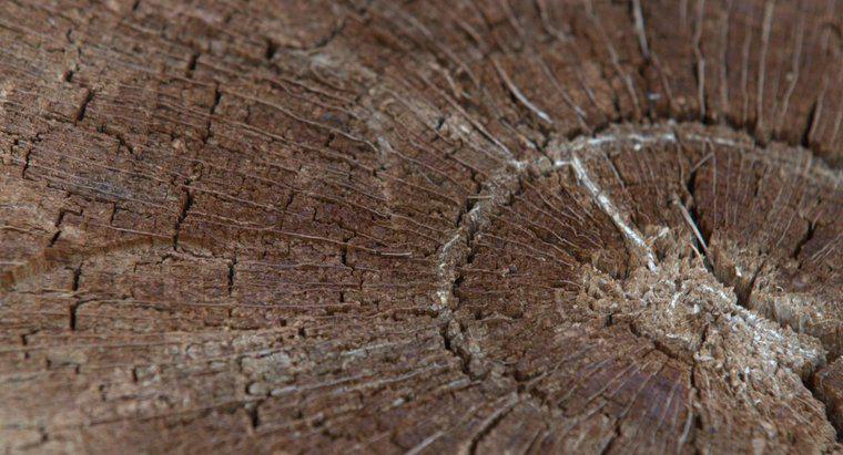 Làm thế nào để nhẫn hàng năm hình thành trong thân gỗ?