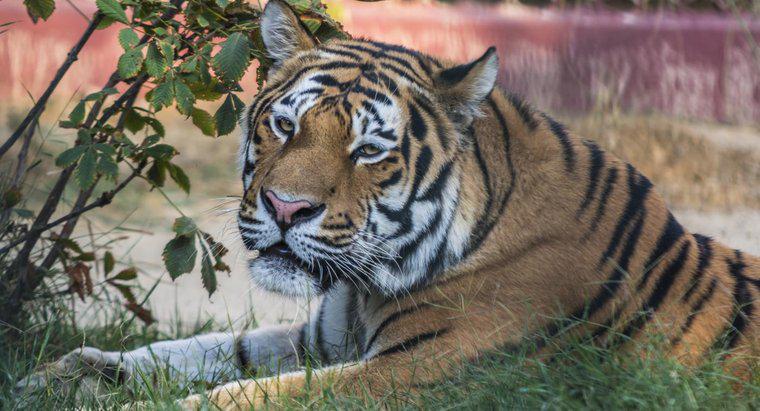Những lợi thế và bất lợi của con hổ là gì?