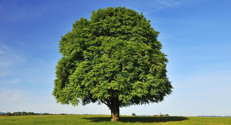 Khái niệm cơ bản về nhận dạng cây sồi là gì?