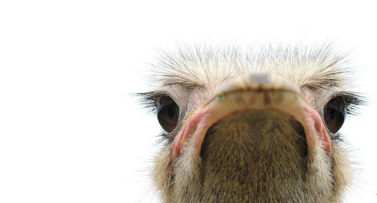 Đôi mắt của loài chim nào to hơn não của nó?