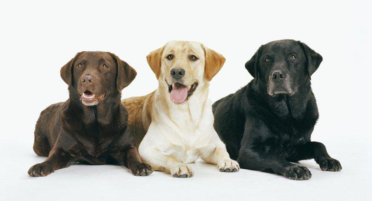 Các loại Labrador Retrievers khác nhau là gì?