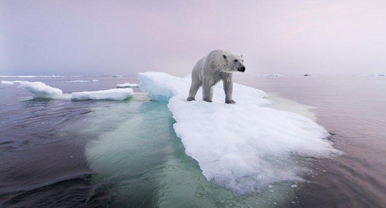 Đại dương nào chứa nhiều tảng băng trôi nhất?