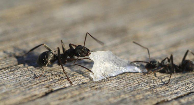 Làm thế nào để bạn đuổi kiến ​​đen ra khỏi nhà của bạn?