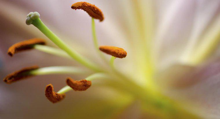 Bộ phận nào của hoa tạo ra phấn hoa?