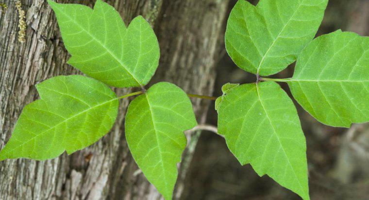 Sự khác biệt giữa Poison Oak và Poison Ivy là gì?