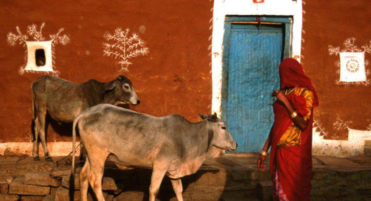 Người theo đạo Hindu có thể uống sữa bò không?