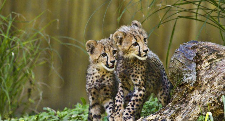 Cheetahs chăm sóc con non như thế nào?
