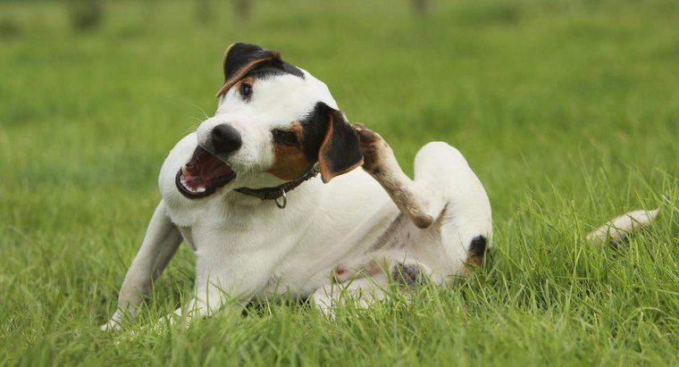Các biện pháp khắc phục tại nhà cho da khô ngứa ở chó là gì?