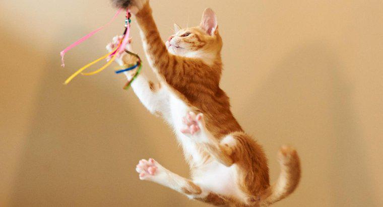 Mèo có thể nhảy cao đến mức nào?