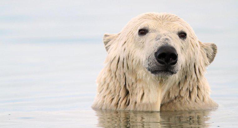Làm thế nào để gấu Bắc Cực thích nghi để sống sót?
