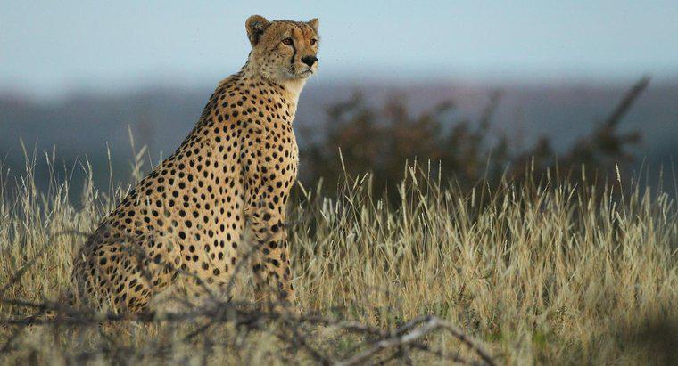 Một số thông tin về báo Cheetah cho trẻ em là gì?