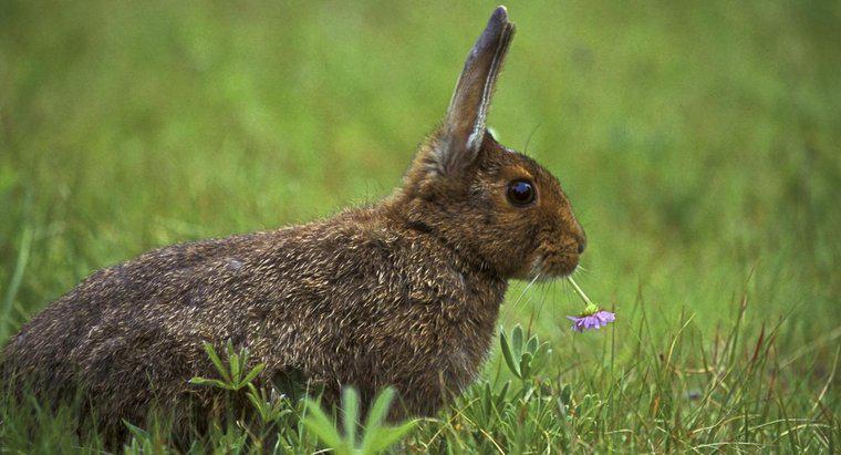 Thỏ rừng ăn gì?