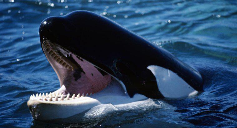 Cá voi sát thủ có bao nhiêu răng?