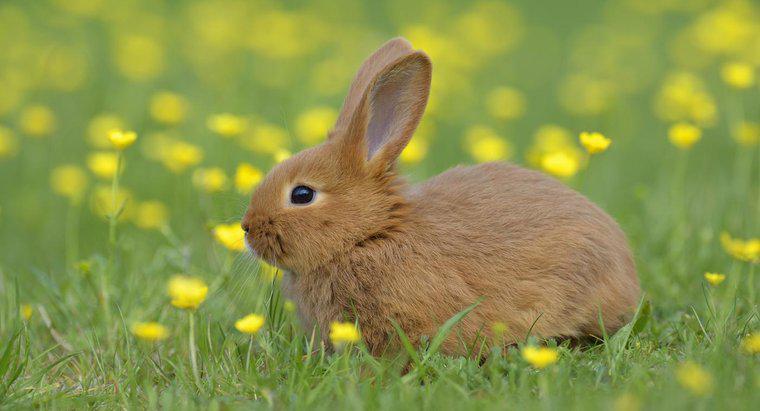 Làm thế nào tôi sẽ biết nếu con thỏ cái của tôi có thai?