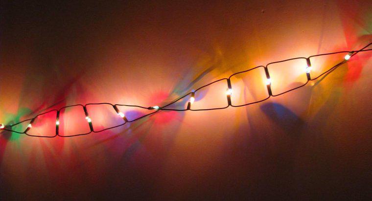 DNA thuộc loại đại phân tử nào?