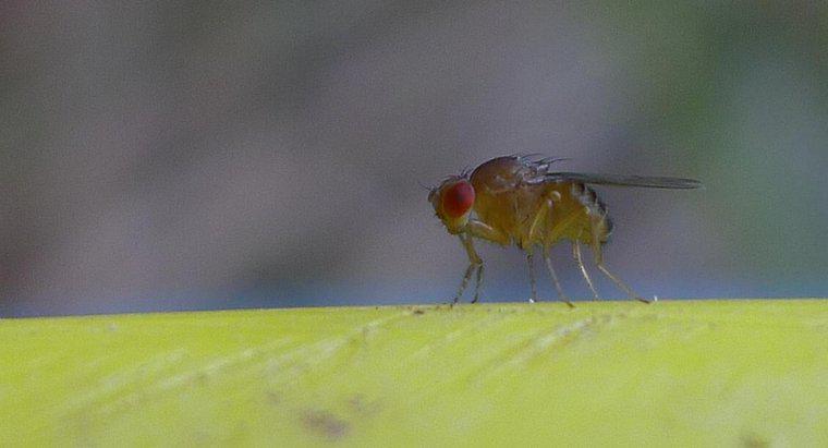 Làm thế nào để bạn ngăn chặn ruồi giấm?