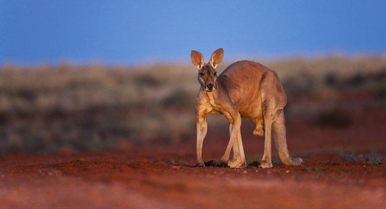 Động vật quốc gia của Úc là gì?