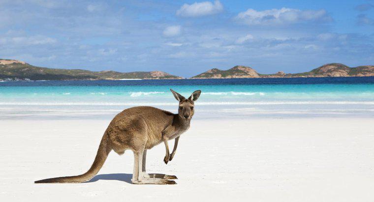Hai đại dương nào chạm vào Australia?