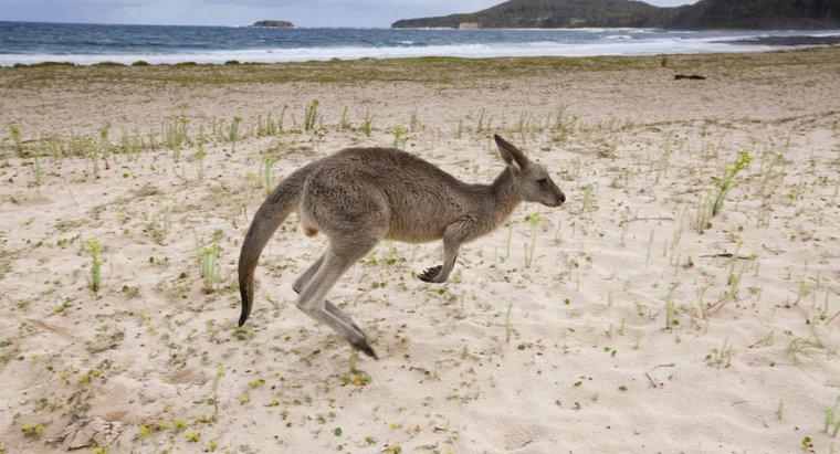 Kanguru ăn những loại động vật nào?