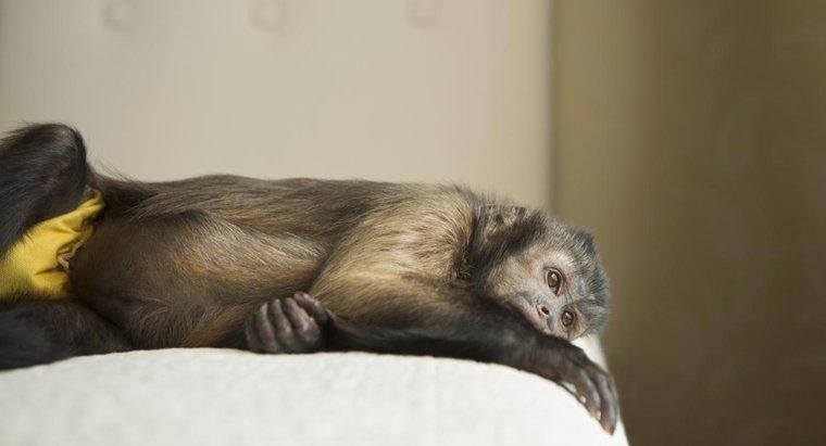 Khỉ Capuchin có làm thú cưng tốt không?