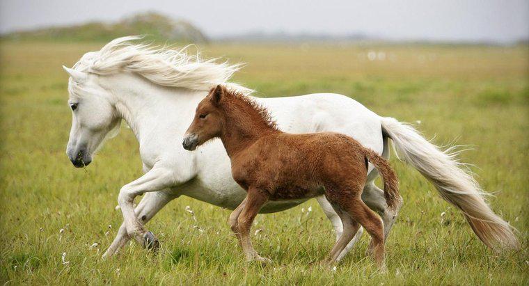 Tên của một con ngựa là gì?