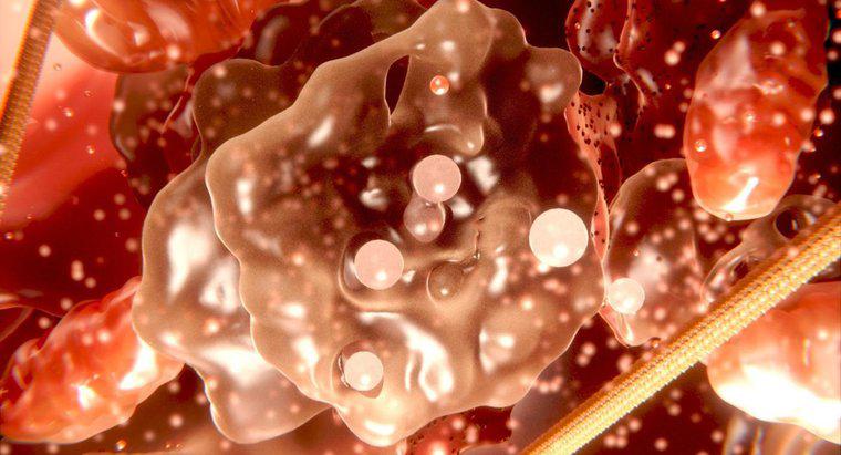 Sự khác biệt giữa tế bào chất và tế bào chất là gì?
