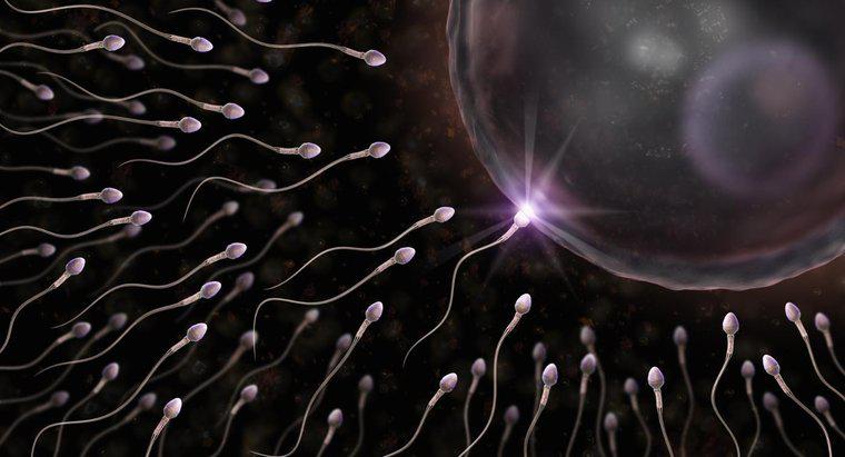 Tại sao tế bào tinh trùng có đuôi?