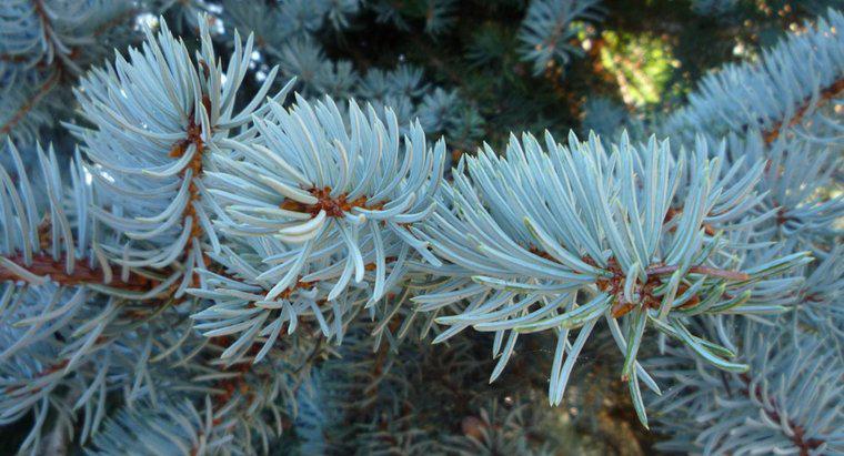 Hoopsi Blue Spruce là gì?