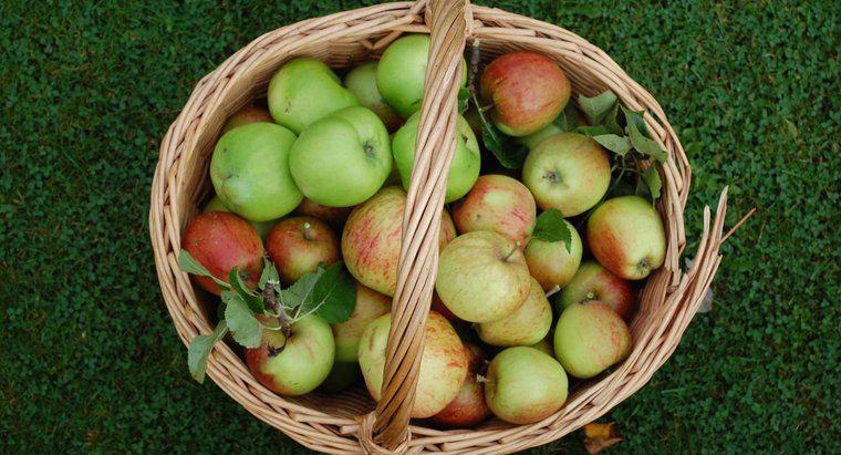 Khi nào thì mùa hái táo bắt đầu?
