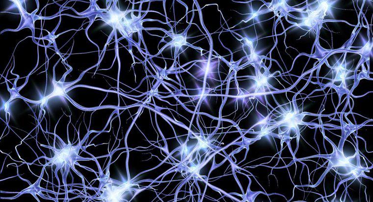 Làm thế nào để các tế bào thần kinh truyền xung điện?