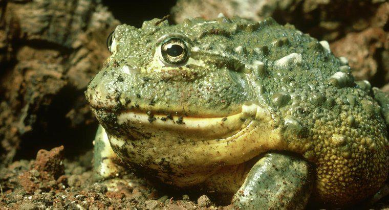 Chức năng của các cơ quan béo ở ếch là gì?