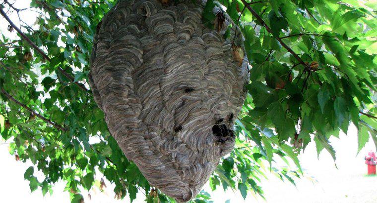 Làm thế nào để ong bắp cày làm tổ?