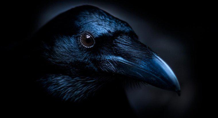 Chủ đề chính của bài thơ "The Raven" của Edgar Allan Poe là gì?