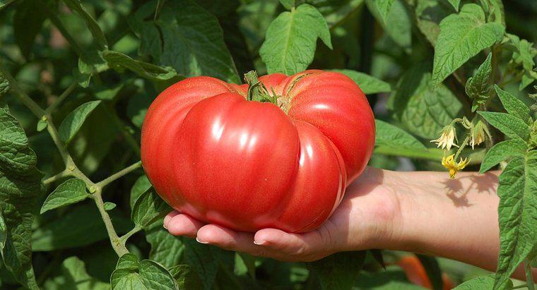 Làm thế nào để bạn trồng cà chua lớn?