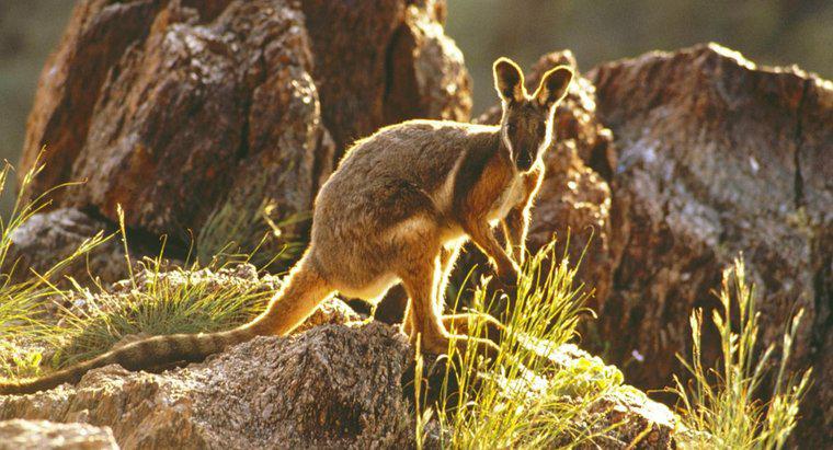 Đặc điểm thể chất của Wallaby là gì?