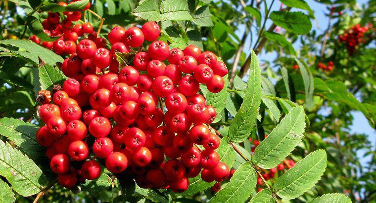 Rowan Tree Berries có độc không?