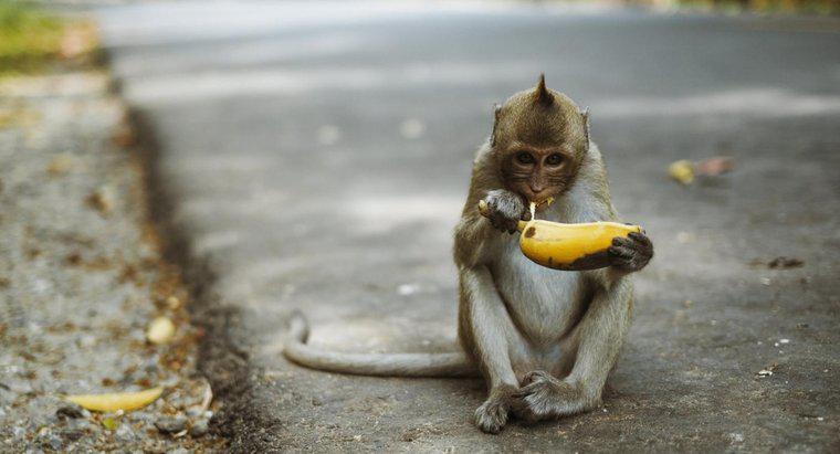 Khỉ có ăn thịt không?