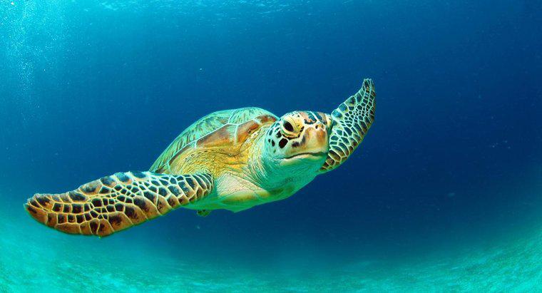 Một số thông tin về rùa biển xanh là gì?