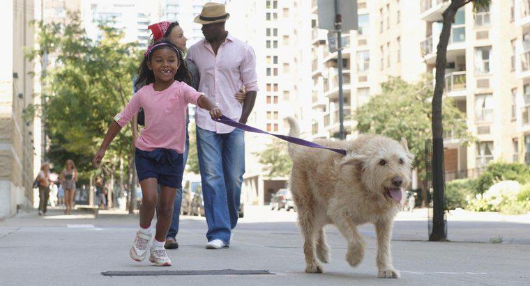 Bạn nên dắt chó đi dạo thường xuyên như thế nào?