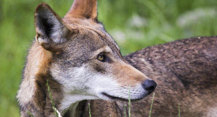 Một số sự thật thú vị về chó sói đỏ là gì?