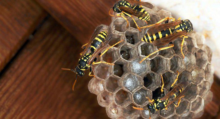 Làm thế nào để bạn loại bỏ một tổ ong bắp cày bằng giấy?